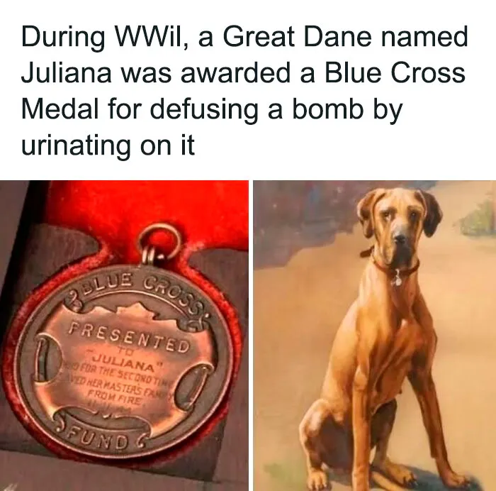 50 Fascinating Historical Photos That Might Change Your Perspective On Pets