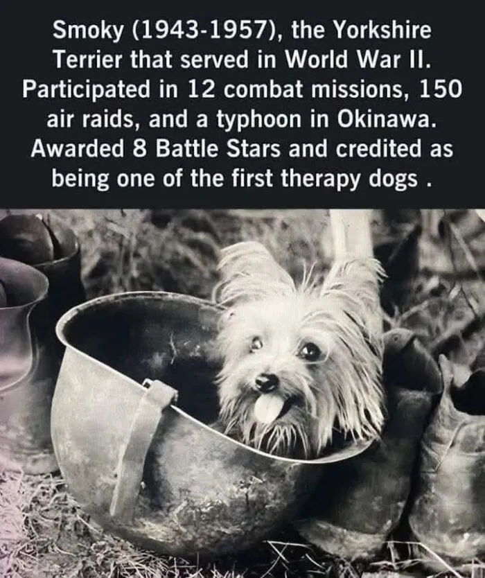 50 Fascinating Historical Photos That Might Change Your Perspective On Pets