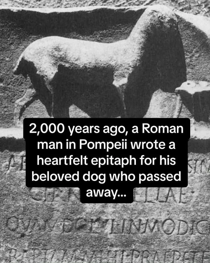 50 Fascinating Historical Photos That Might Change Your Perspective On Pets