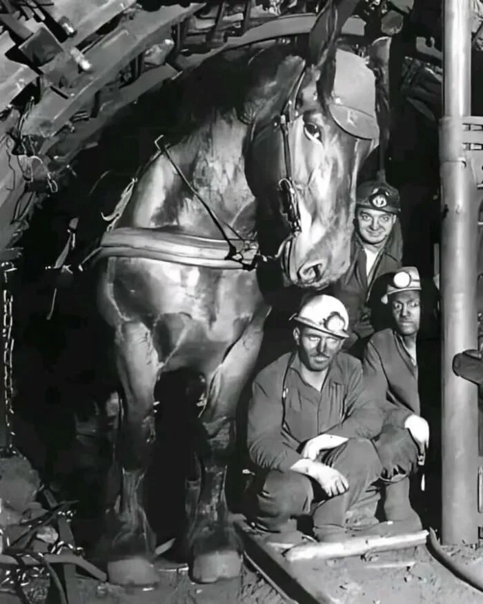 50 Fascinating Historical Photos That Might Change Your Perspective On Pets