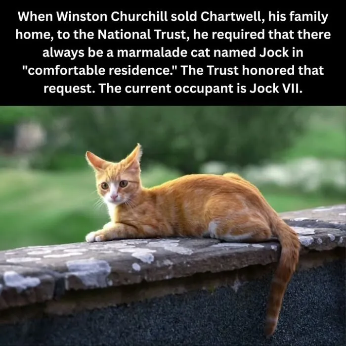 50 Fascinating Historical Photos That Might Change Your Perspective On Pets