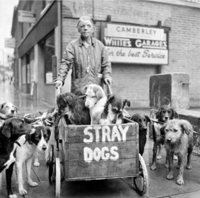 50 Fascinating Historical Photos That Might Change Your Perspective On Pets