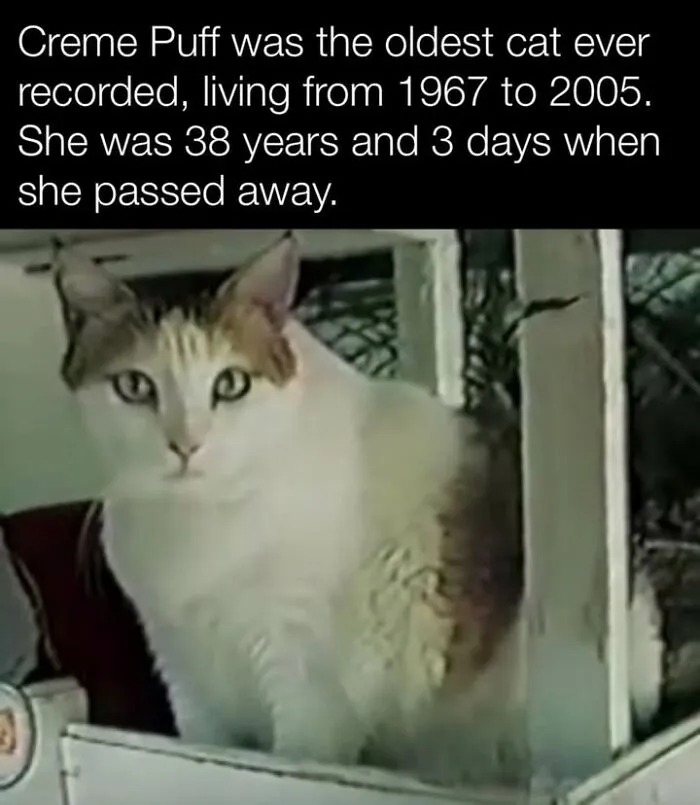 Oldest recorded cat Creme Puff, lived 38 years, featured in fascinating historical photos about pets.