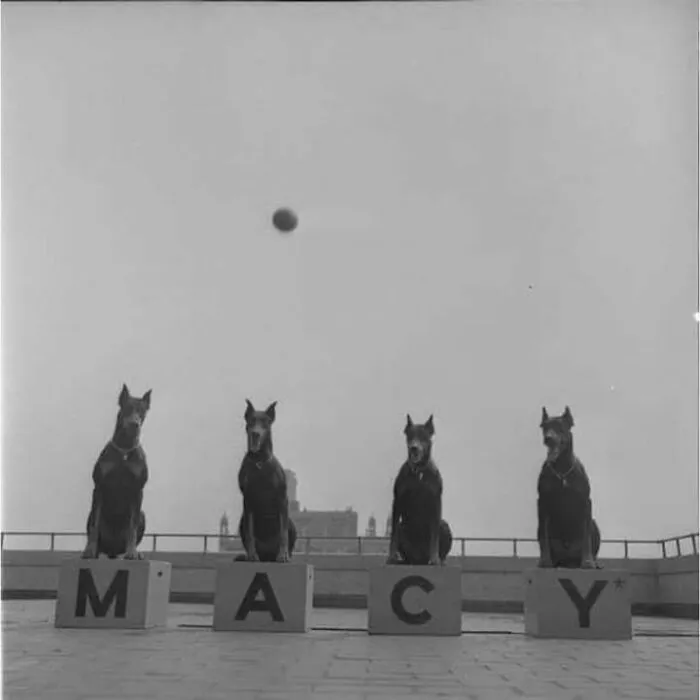 Four dogs sitting on blocks spelling MACY outdoors in a historical photo showcasing fascinating pets perspective.