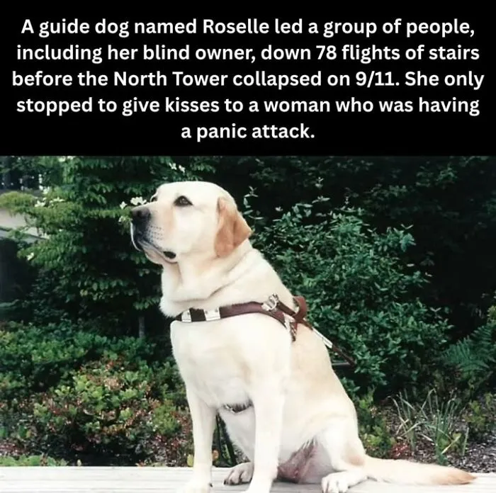 50 Fascinating Historical Photos That Might Change Your Perspective On Pets
