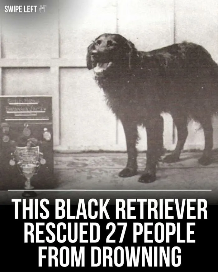 50 Fascinating Historical Photos That Might Change Your Perspective On Pets