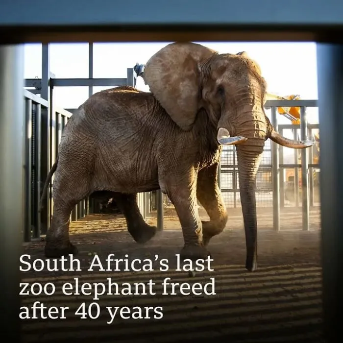 Elephant freed after 40 years at South Africa zoo, a fascinating historical photo changing pets perspective.