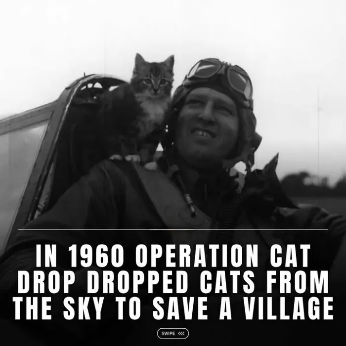 Black and white historical photo of a pilot with a cat on his shoulder during a unique pet rescue operation.