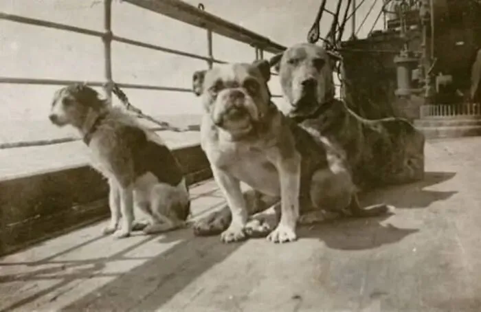 Three dogs sitting on the deck of an old ship, a fascinating historical photo showing pets from the past.