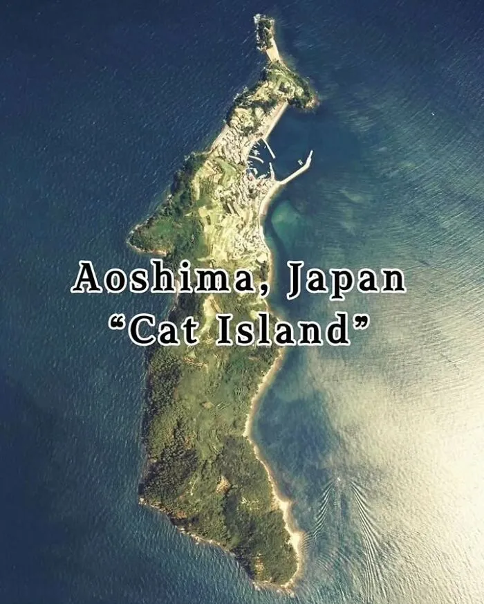 Aerial view of Aoshima, Japan, known as Cat Island, a fascinating historical photo related to pets and animals.