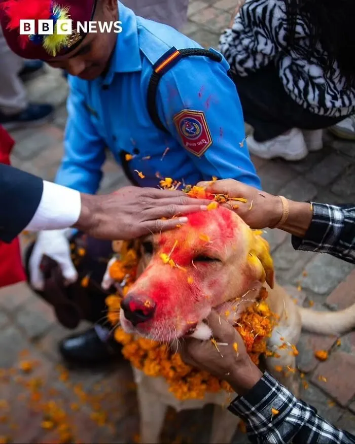 A dog adorned with colorful powder and marigold flowers during a traditional pet celebration in a historical photo.