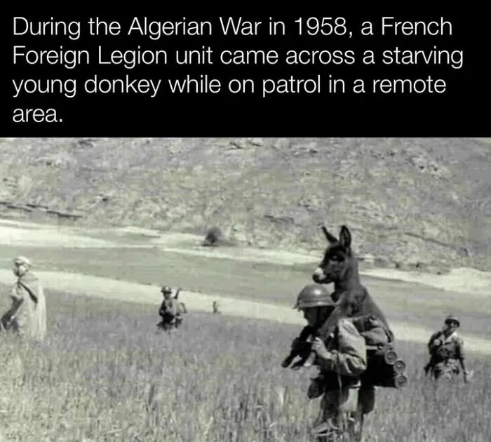 French Foreign Legion soldier carrying a starving donkey during the Algerian War in 1958, historical photo of pets perspective.
