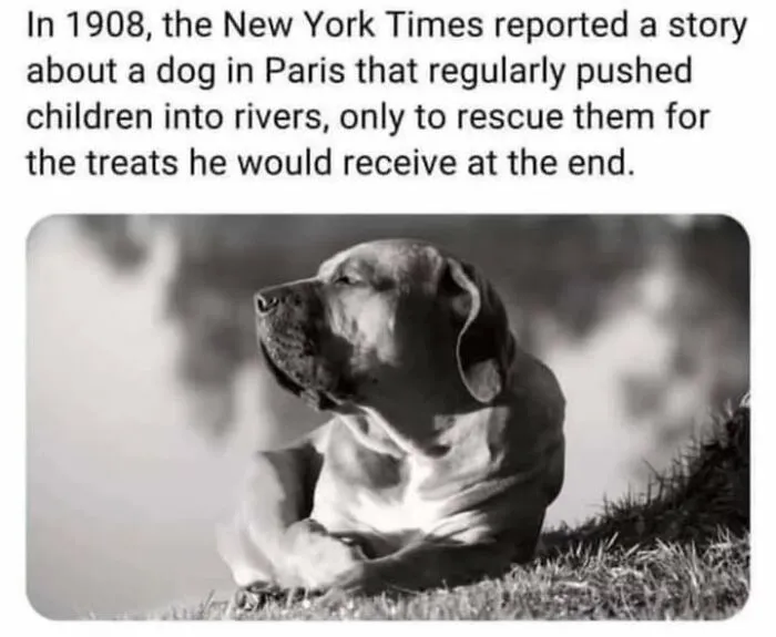 Black and white photo of a dog resting on grass, illustrating fascinating historical photos about pets from 1908.