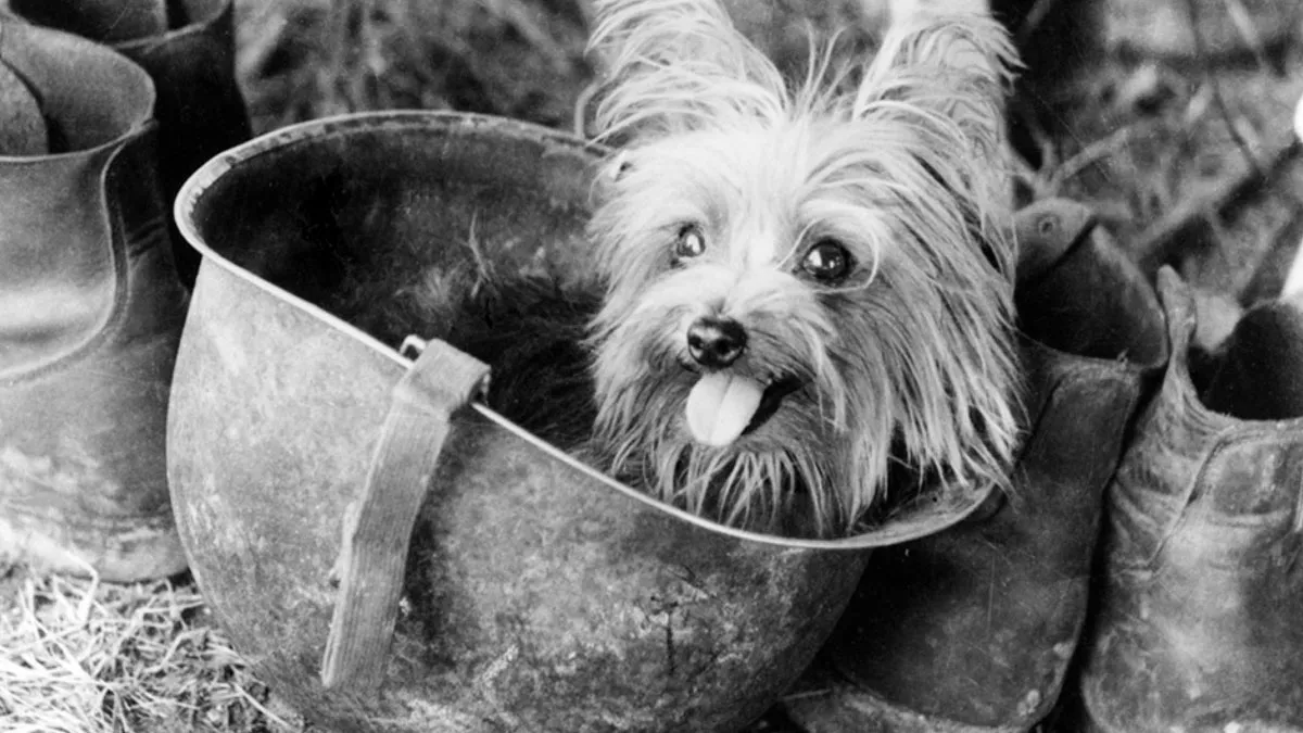 50 Fascinating Historical Photos That Might Change Your Perspective On Pets