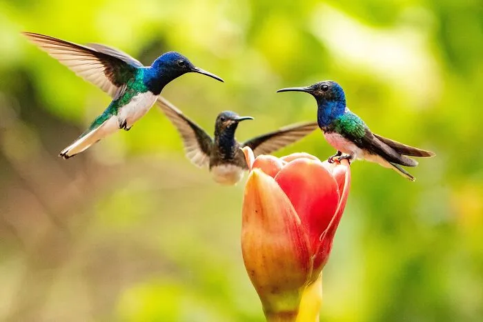 Hummingbirds
