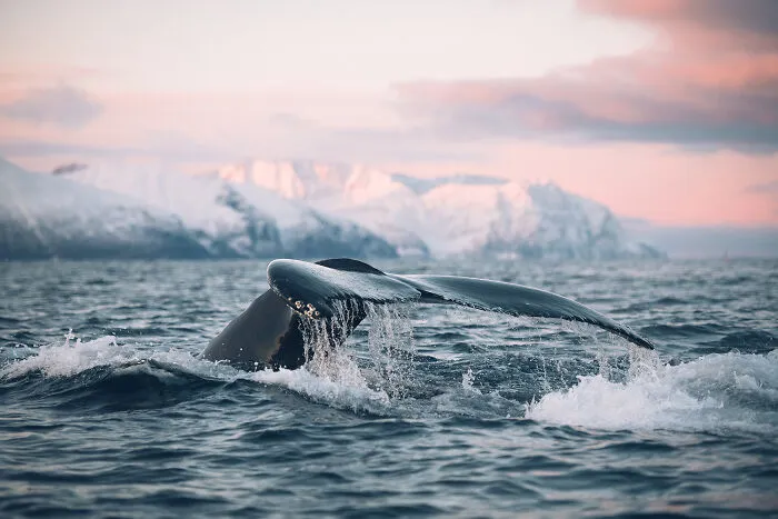 Orcas And Humpbacks