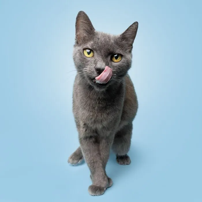25 Expressive And Goofy Cats Photographed By Greg Murray