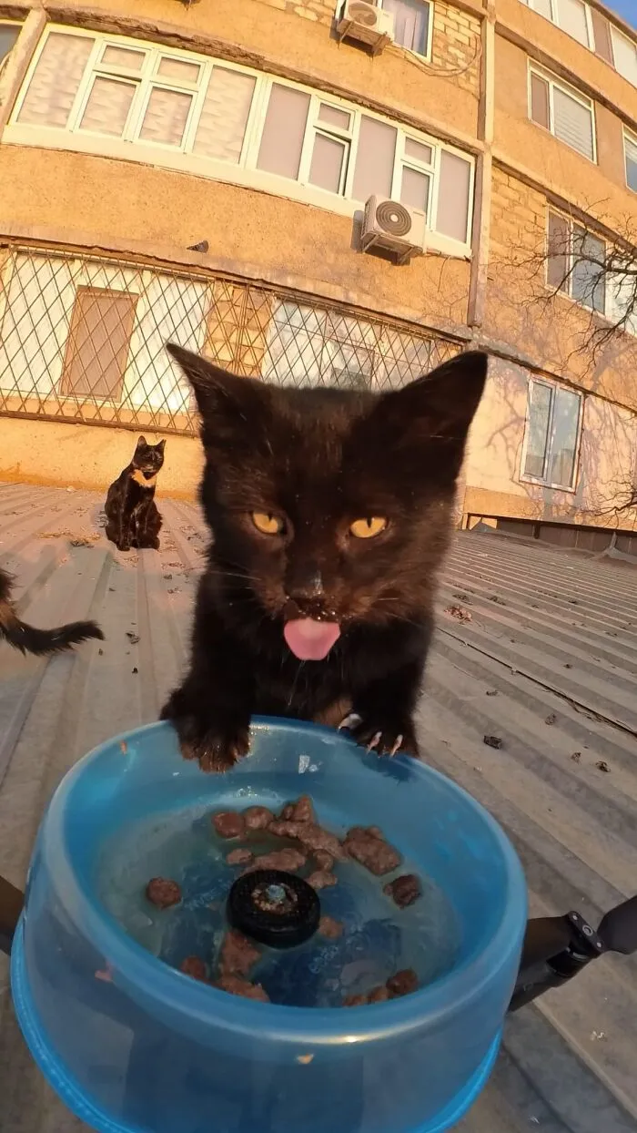 This Guy Has A Clever Way Of Feeding Strays That Might Melt Your Heart (50 Pics)