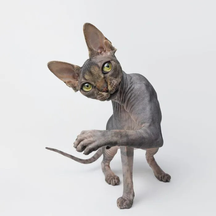 25 Expressive And Goofy Cats Photographed By Greg Murray