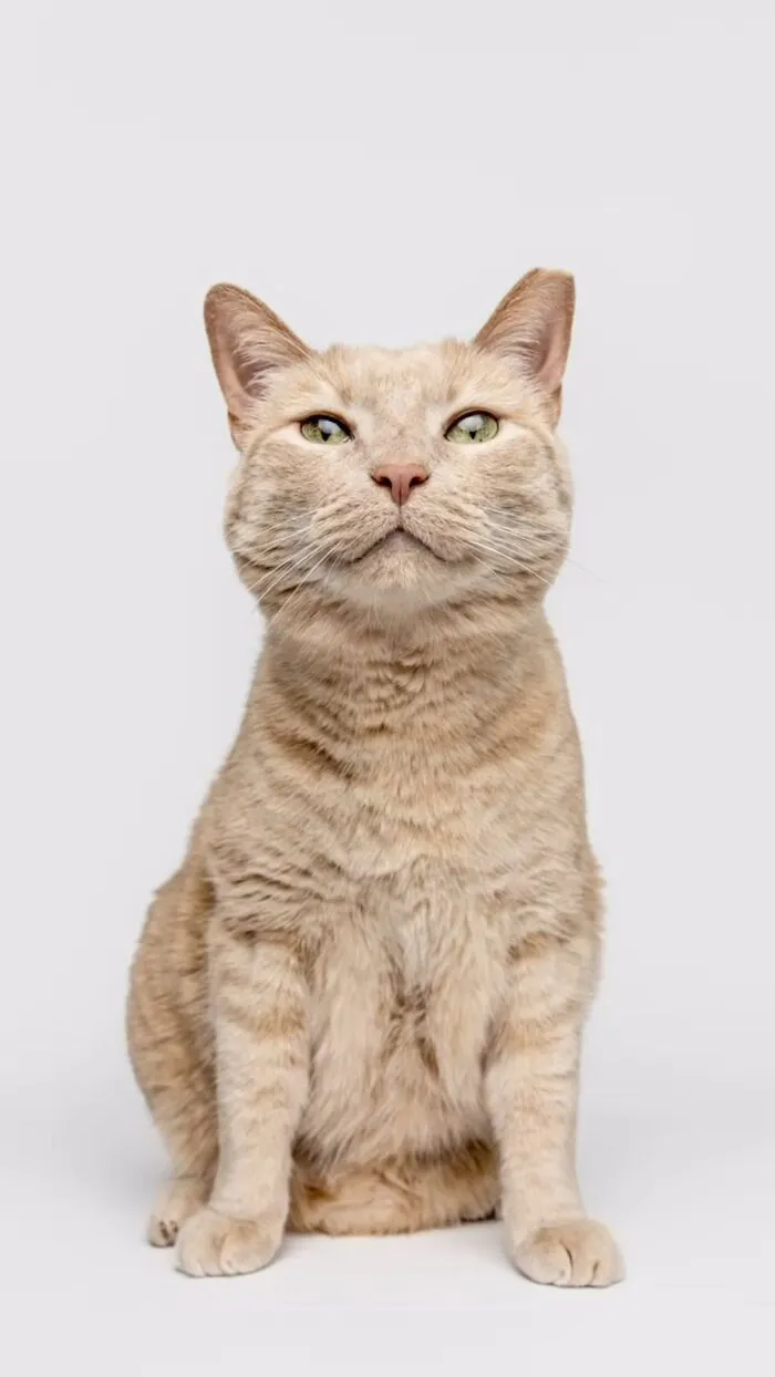 25 Expressive And Goofy Cats Photographed By Greg Murray