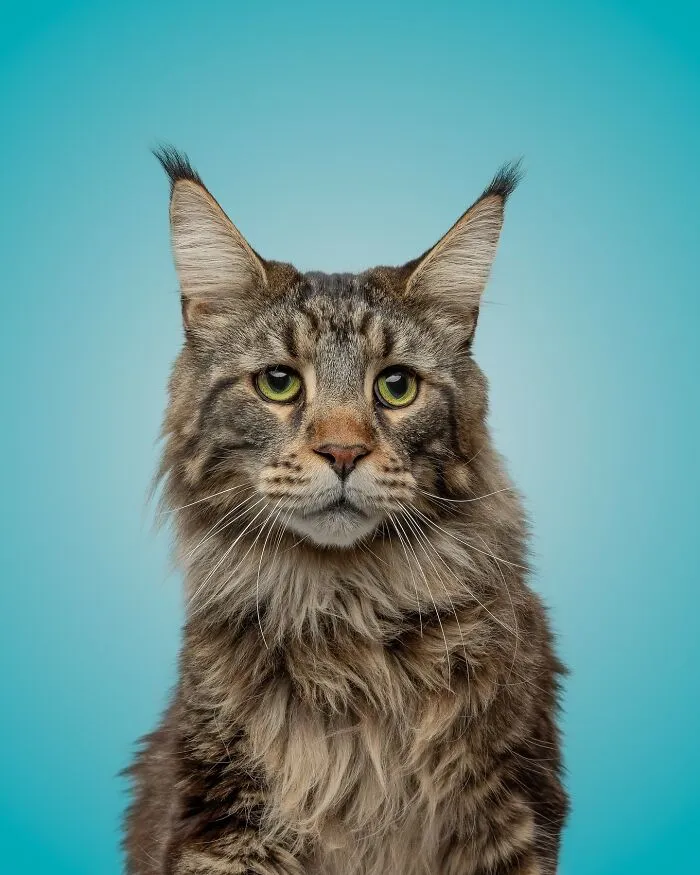 25 Expressive And Goofy Cats Photographed By Greg Murray
