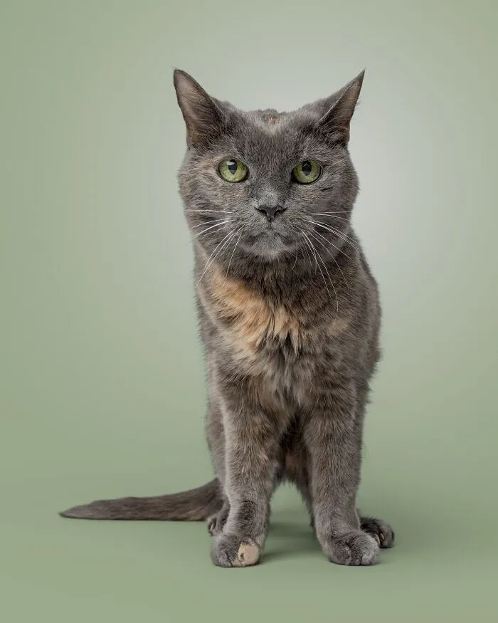 25 Expressive And Goofy Cats Photographed By Greg Murray
