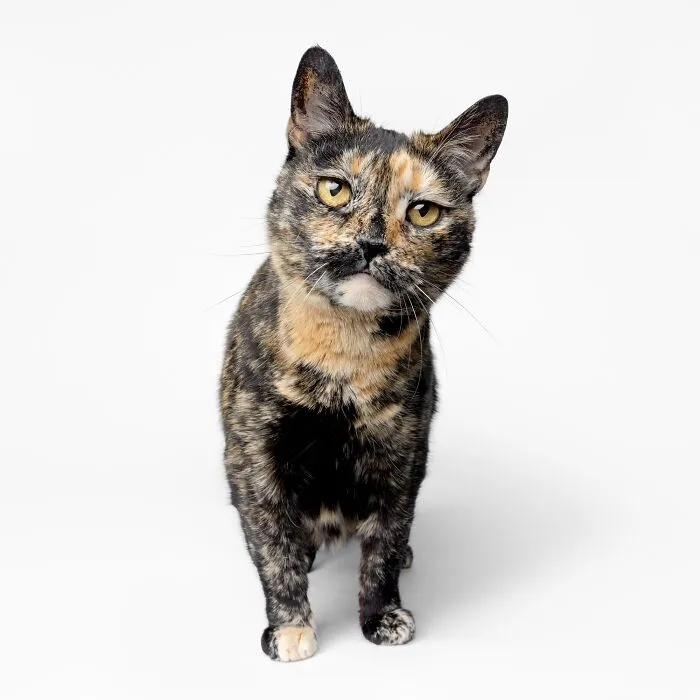 25 Expressive And Goofy Cats Photographed By Greg Murray