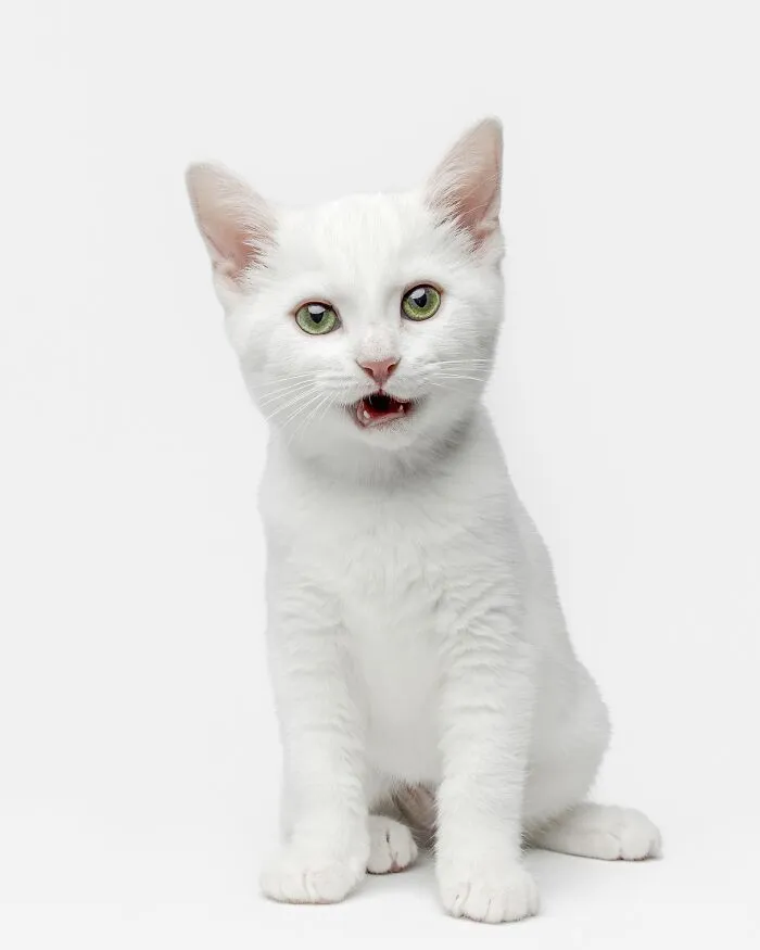 25 Expressive And Goofy Cats Photographed By Greg Murray