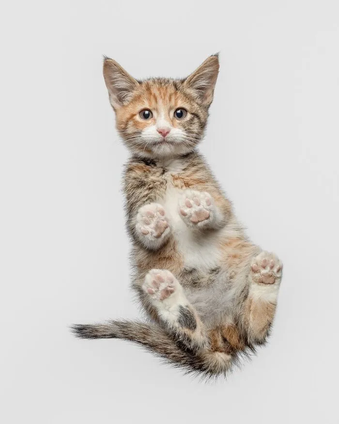 25 Expressive And Goofy Cats Photographed By Greg Murray