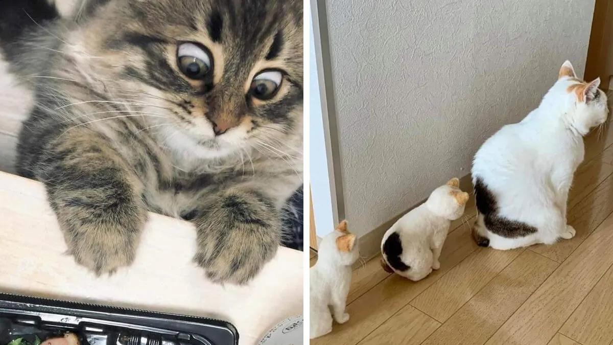 37 Hilarious Cat Moments Caught On Camera, As Shared By “Important Animal Images” (New Pics)