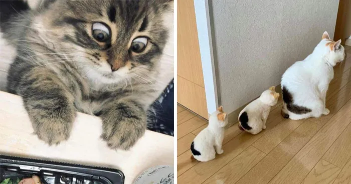 37 Hilarious Cat Moments Caught On Camera, As Shared By “Important Animal Images” (New Pics)