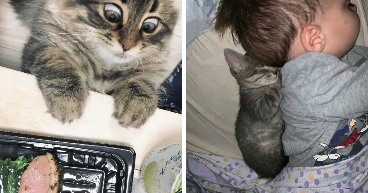 37 Momentos divertidos con gatos que había que compartir