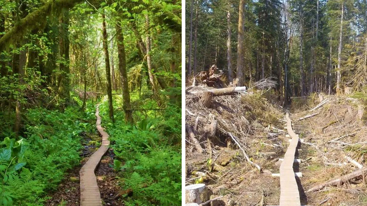 50 Comparisons Nobody Asked For But You Might Be Interested To See (New Pics)