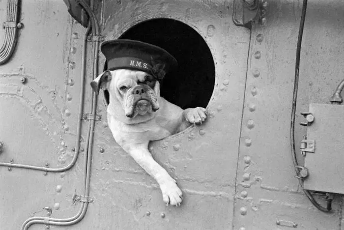 Venus, la mascota bulldog del destructor HMS Vansittart, 1941