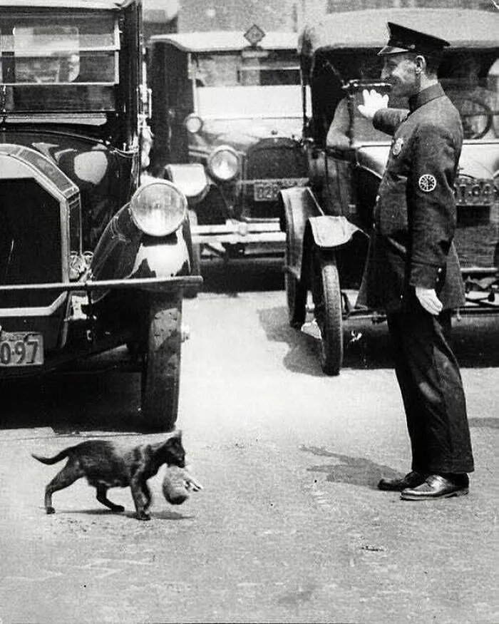Policía detiene el tráfico en Nueva York para que una gata con un gatito pueda cruzar con seguridad, 1925 aprox.