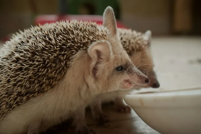 Hedgehogs