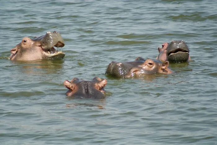 Hippopotamuses