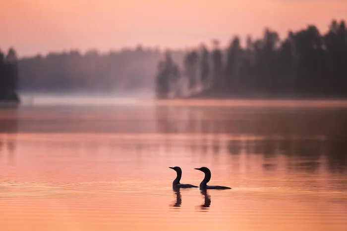 Loon