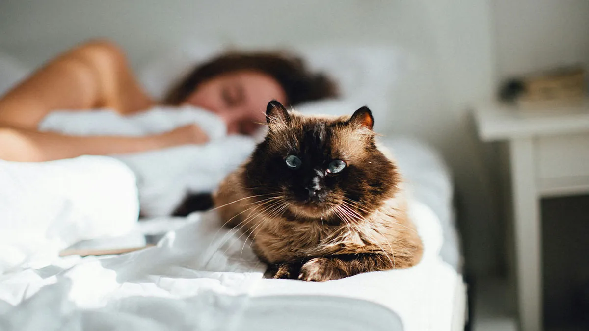 Woman Assumes Roommate Will Take Care Of Her Cat While She's Away, In Tears After He Says No Way