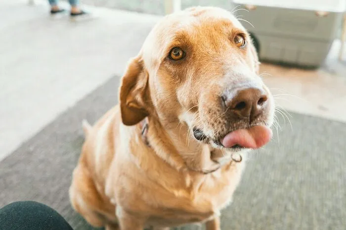 38 Dog Owners Share The Real Cons Of Having Them As Pets In This Online Thread