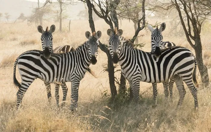 Zebras
