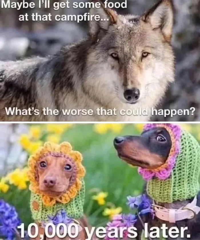 50 Times Wild Animals Were Turned Into Hilarious Memes