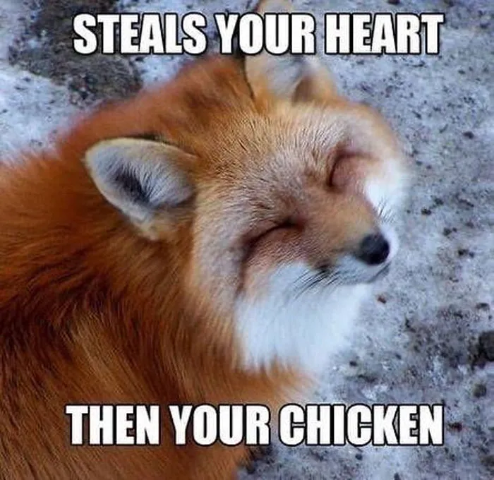 50 Times Wild Animals Were Turned Into Hilarious Memes