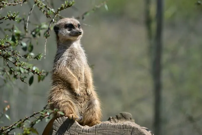 Meerkats : Desert Dwellers With Herding-Dog Teamwork