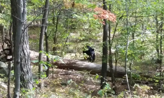 La última foto de un excursionista antes de un trágico encuentro con un oso