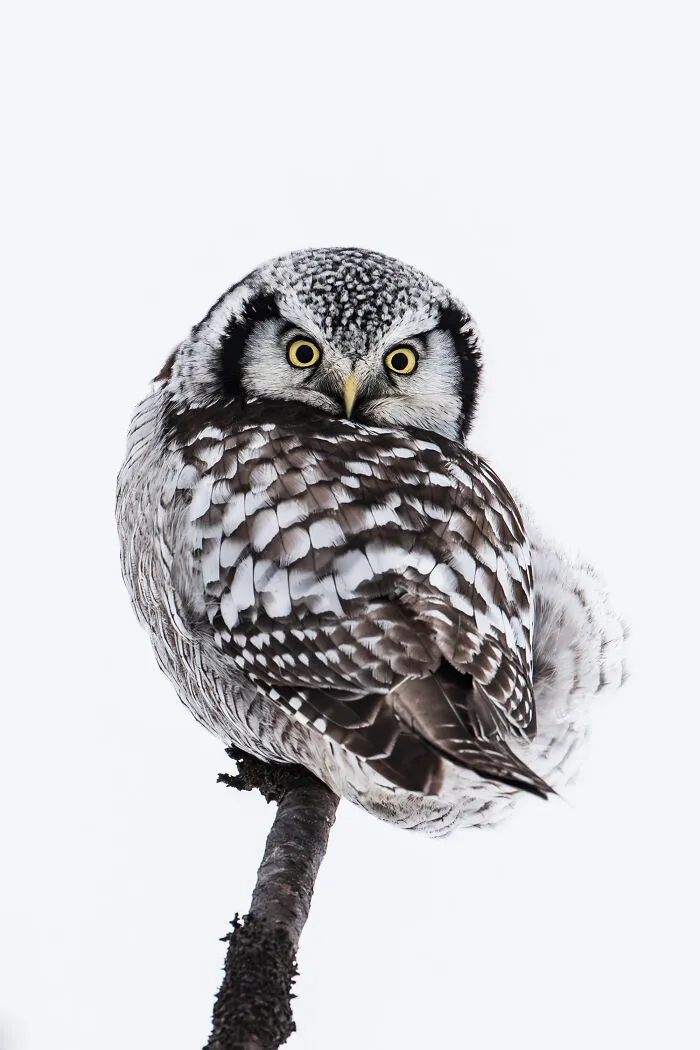 Northern Hawk Owl