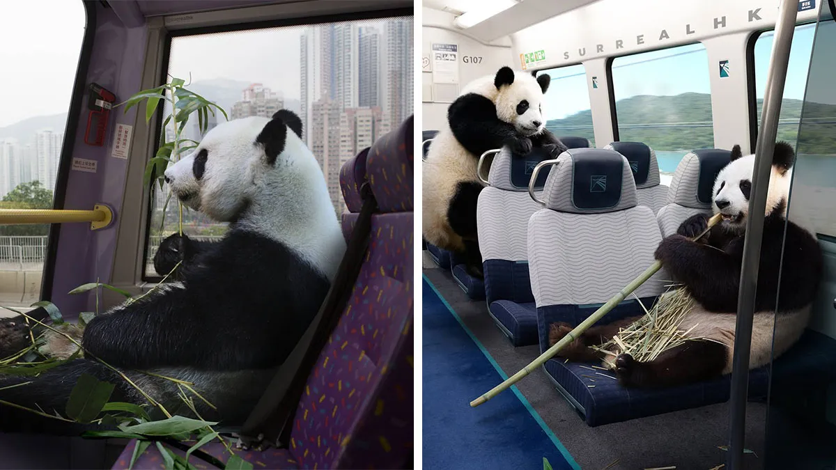23 Surreal Panda Pics That Turn Everyday Hong Kong Into A Giant Playground