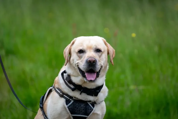 38 Dog Owners Share The Real Cons Of Having Them As Pets In This Online Thread