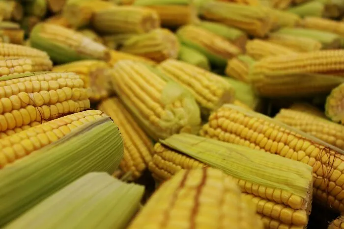 Pile of fresh yellow corn ears with husks partially peeled, representing safe things people can’t stop freaking out about.