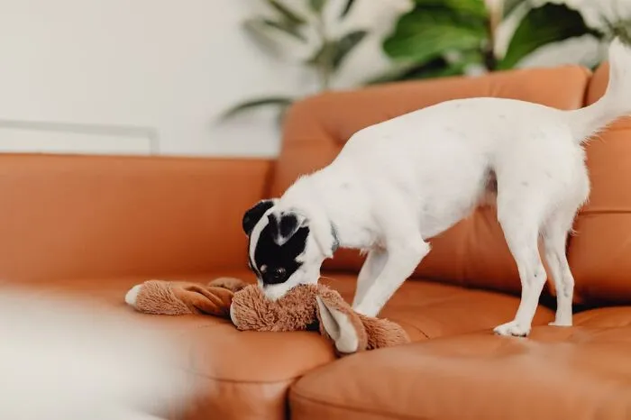 38 Dog Owners Share The Real Cons Of Having Them As Pets In This Online Thread